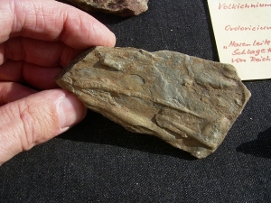 Spurenfossilien Volkichnium und Phycodes