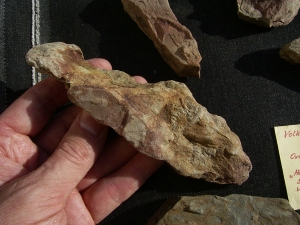 Spurenfossilien Volkichnium und Phycodes