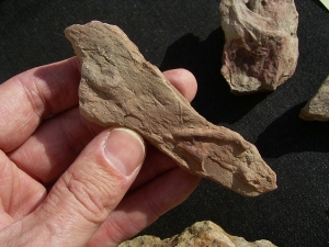 Spurenfossilien Volkichnium und Phycodes