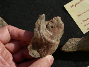 Spurenfossilien Volkichnium und Phycodes