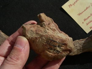 Spurenfossilien Volkichnium und Phycodes