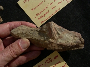 Spurenfossilien Volkichnium und Phycodes