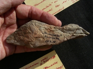 Spurenfossilien Volkichnium und Phycodes
