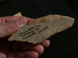Spurenfossilien Volkichnium und Phycodes