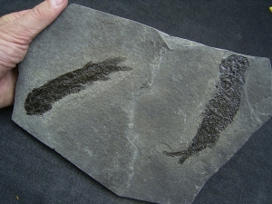 Quastenflosser Osteolepis