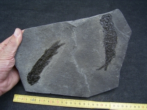 Quastenflosser Osteolepis