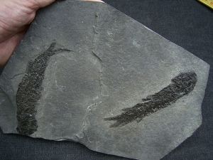 Quastenflosser Osteolepis