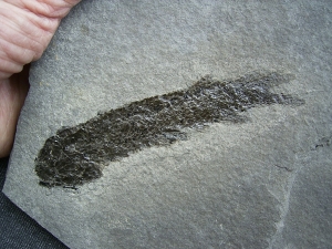 Quastenflosser Osteolepis