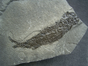 Quastenflosser Osteolepis