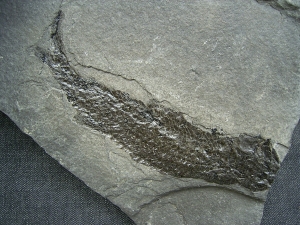 Quastenflosser Osteolepis