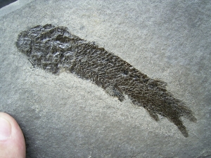 Quastenflosser Osteolepis