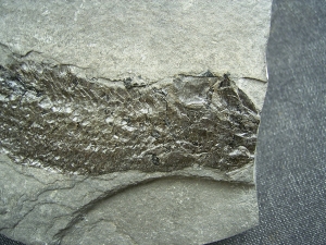 Quastenflosser Osteolepis