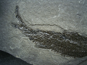 Quastenflosser Osteolepis