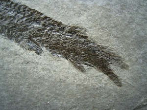 Quastenflosser Osteolepis