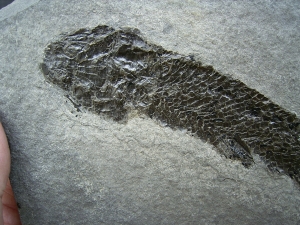 Quastenflosser Osteolepis