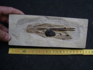 Kalmar - Loligosepia aalensis