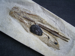 Kalmar - Loligosepia aalensis