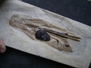 Kalmar - Loligosepia aalensis