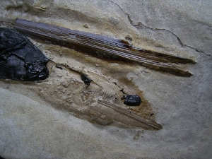 Kalmar - Loligosepia aalensis