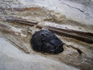 Kalmar - Loligosepia aalensis