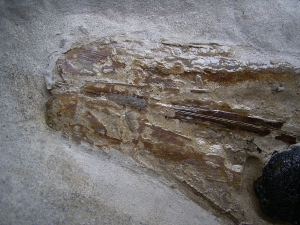 Kalmar - Loligosepia aalensis