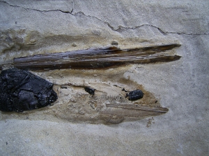 Kalmar - Loligosepia aalensis