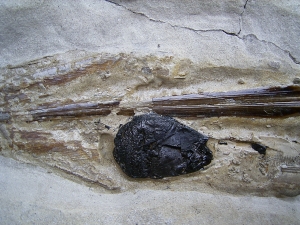 Kalmar - Loligosepia aalensis