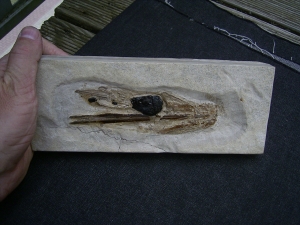 Kalmar - Loligosepia aalensis