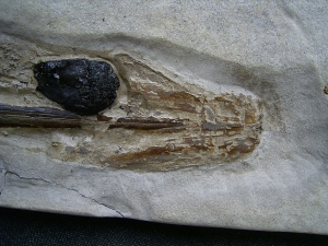 Kalmar - Loligosepia aalensis