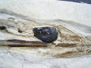 Kalmar - Loligosepia aalensis