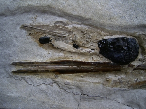 Kalmar - Loligosepia aalensis