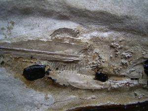 Kalmar - Loligosepia aalensis