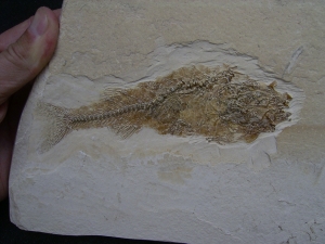 Fischfossil Palaeoatherinidae