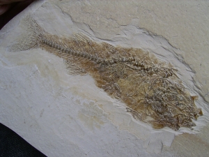 Fischfossil Palaeoatherinidae