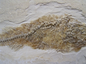 Fischfossil Palaeoatherinidae