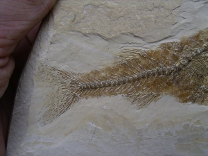 Fischfossil Palaeoatherinidae