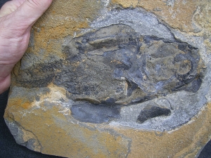 Panzerfisch Coccosteus aus Schottland