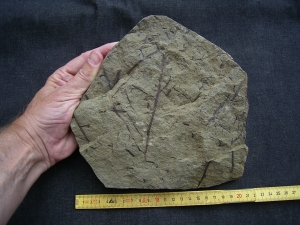 Devonpflanze Protopteridium