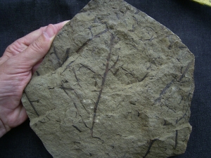 Devonpflanze Protopteridium