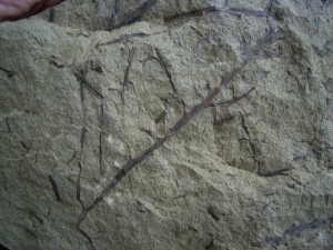 Devonpflanze Protopteridium