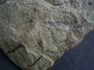 Devonpflanze Protopteridium