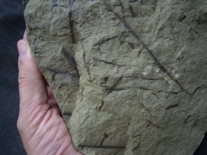 Devonpflanze Protopteridium