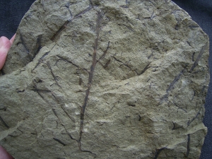 Devonpflanze Protopteridium