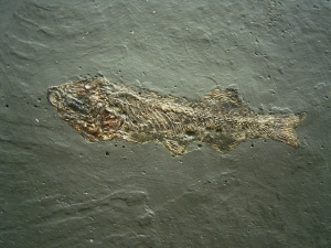 Thaumaturus aus der Grube Messel