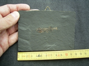 Thaumaturus aus der Grube Messel