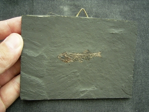 Thaumaturus aus der Grube Messel