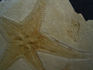 Seestern, Riedaster reicheli