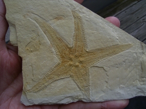 Seestern, Riedaster reicheli