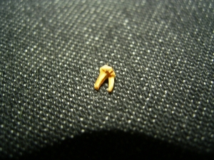 Primate tooth Necrolemur