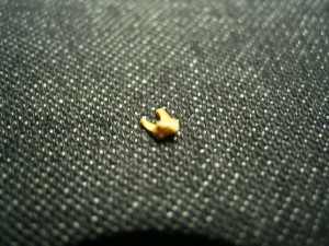 Primate tooth Necrolemur